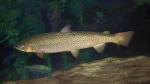 Atlantic Salmon - Salmo salar