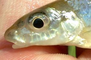 Silverjaw Minnow