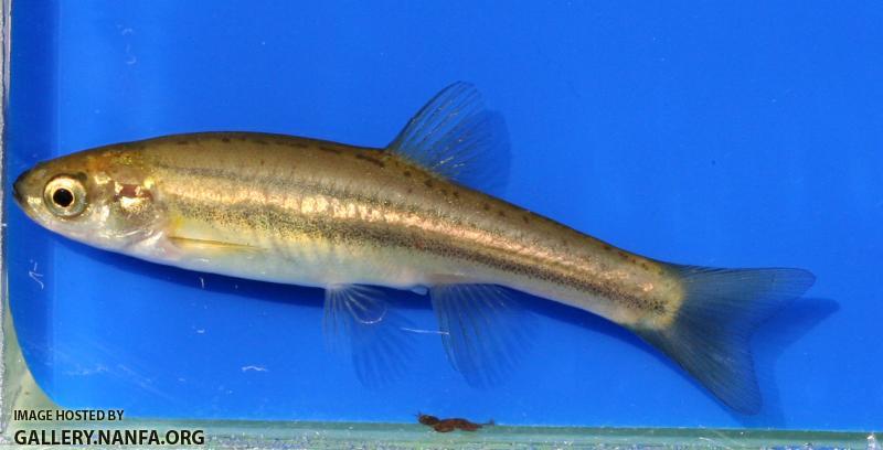 Northern Redbelly Dace