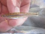 Rosefin Shiner