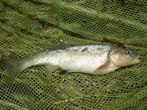 Creek Chub