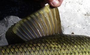River Redhorse