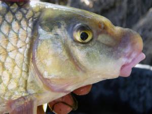 Shorthead Redhorse