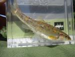 Largescale Stoneroller