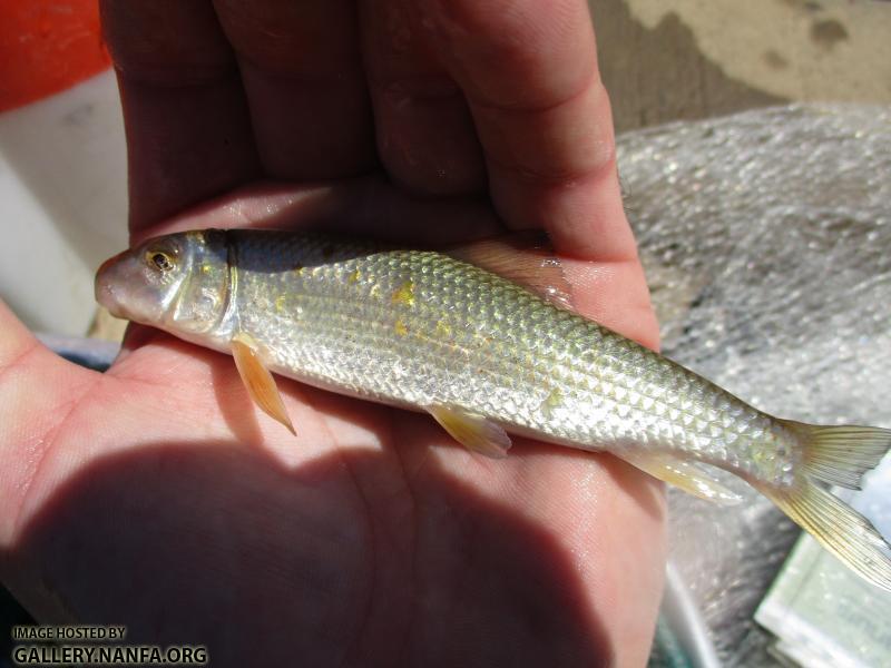 Golden Redhorse