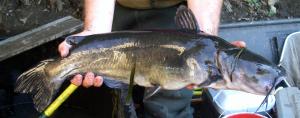 Channel Catfish