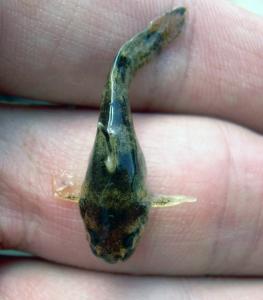 Brindled Madtom