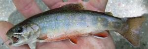 Brook Trout